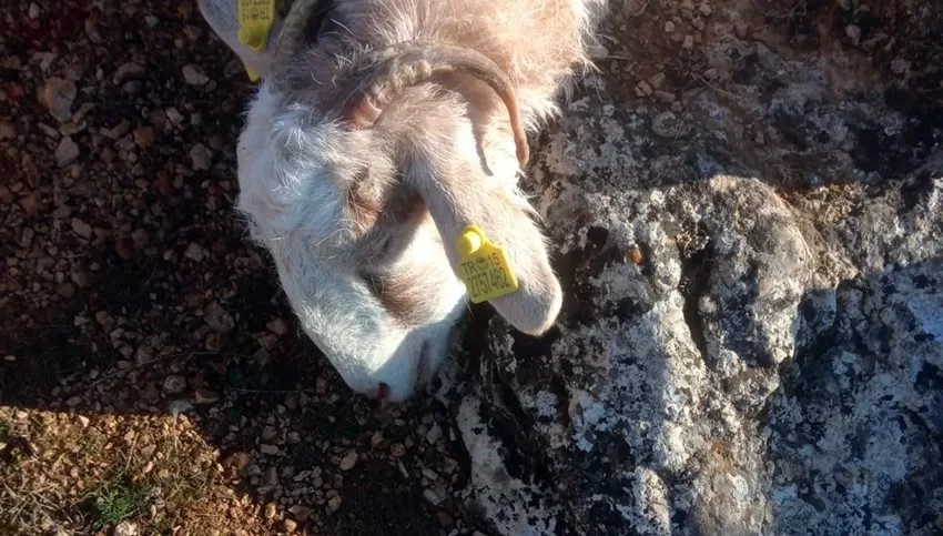 Isparta’nın yaşanan olayda, kurt