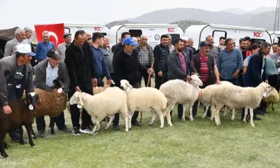 Isparta’da küçükbaş hayvancılığın gelişmesi