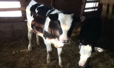 Isparta’nın Eğirdir ilçesine bağlı