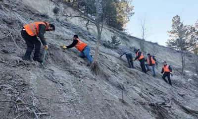 Isparta Belediyesi, şehrin farklı bölgelerinde fidan ve gül dikimi çalışmalarını