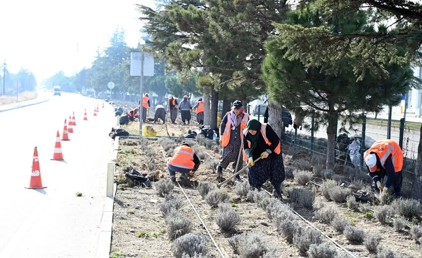 Isparta Gülün Yanı Sıra Lavanta İle Bezeniyor