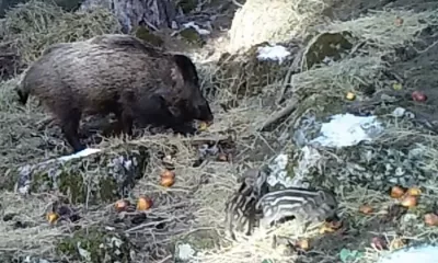 Isparta Doğa Koruma ve Milli Parklar ekipleri tarafından kurulan fotokapanlara